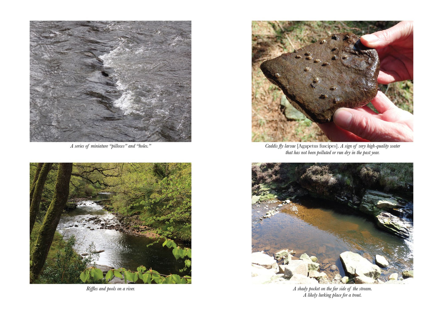How to Read Water: Clues and Patterns from Puddles to the Sea
