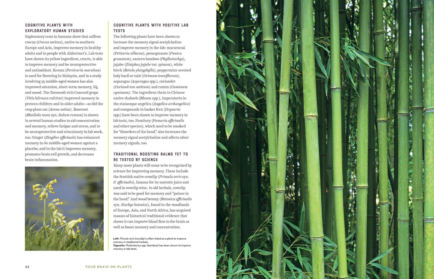 Your Brain on Plants: Improve the Way You Think and Feel with Safe--And Proven--Medicinal Plants and Herbs