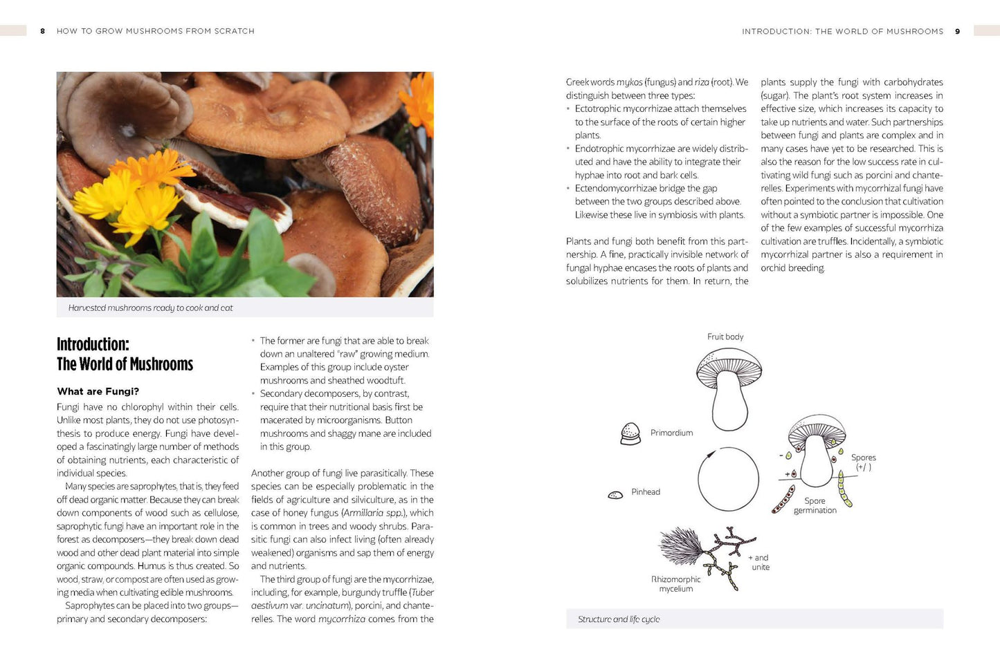 How to Grow Mushrooms from Scratch: A Practical Guide to Cultivating Edible Mushrooms Outside and Indoors