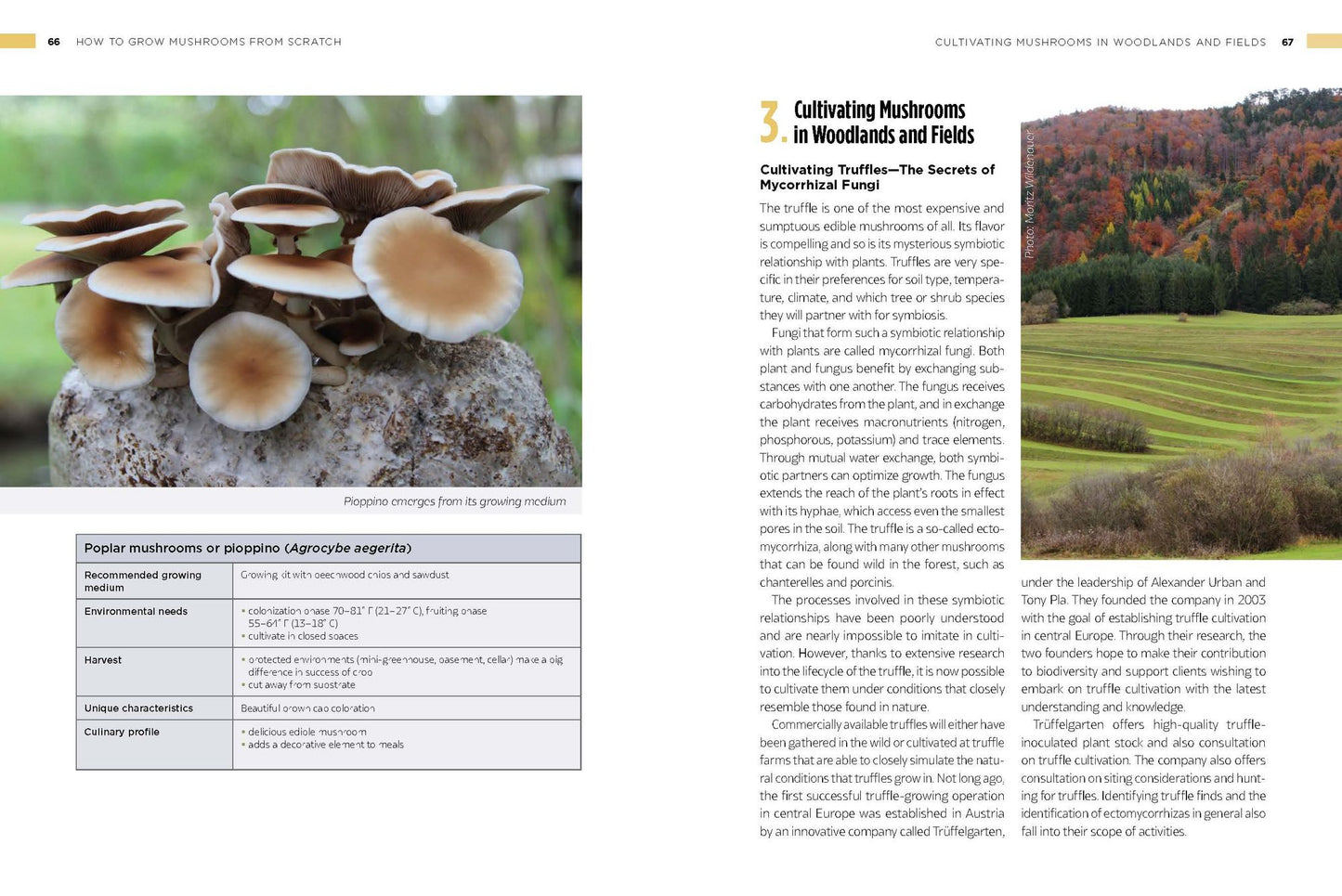 How to Grow Mushrooms from Scratch: A Practical Guide to Cultivating Edible Mushrooms Outside and Indoors