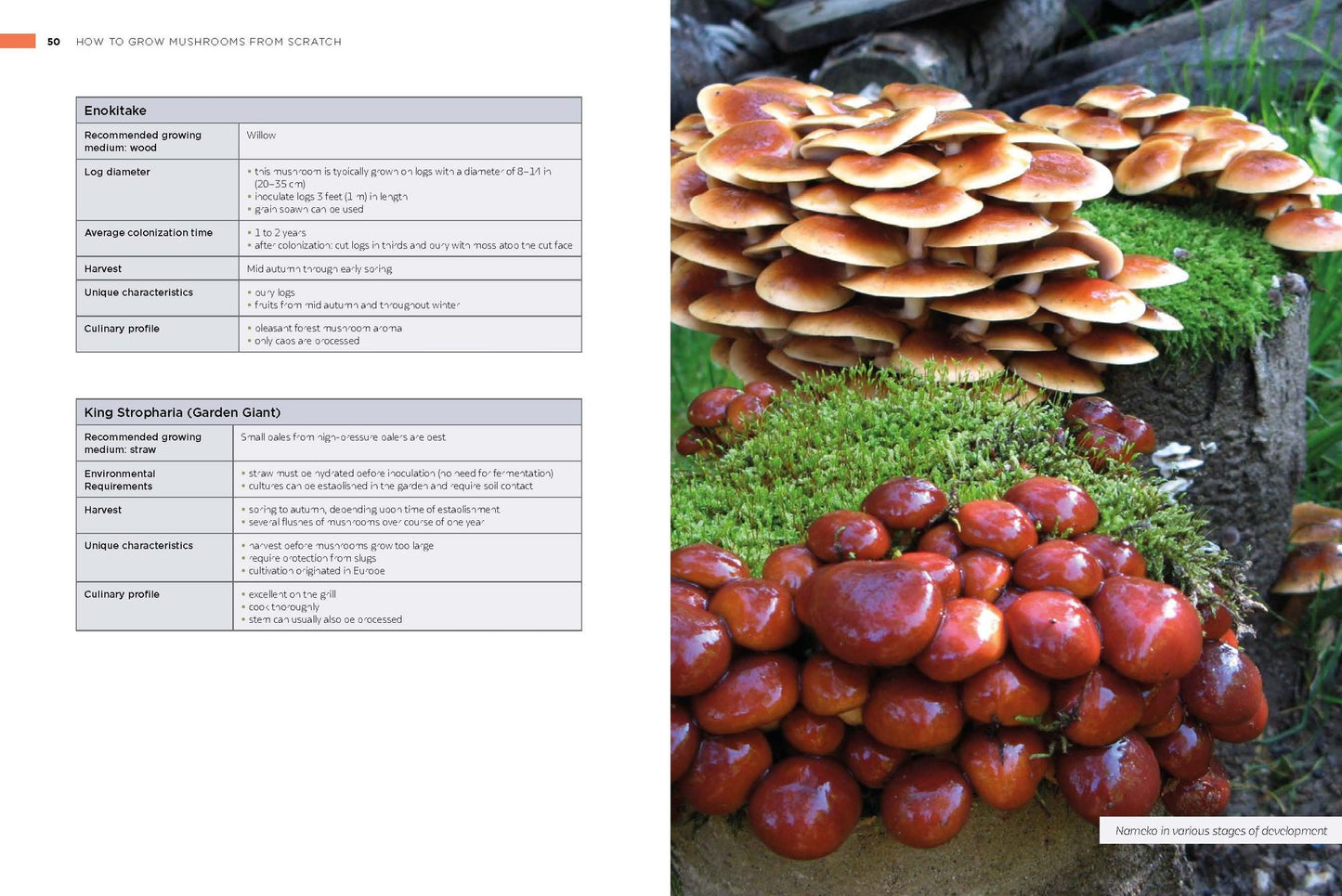 How to Grow Mushrooms from Scratch: A Practical Guide to Cultivating Edible Mushrooms Outside and Indoors