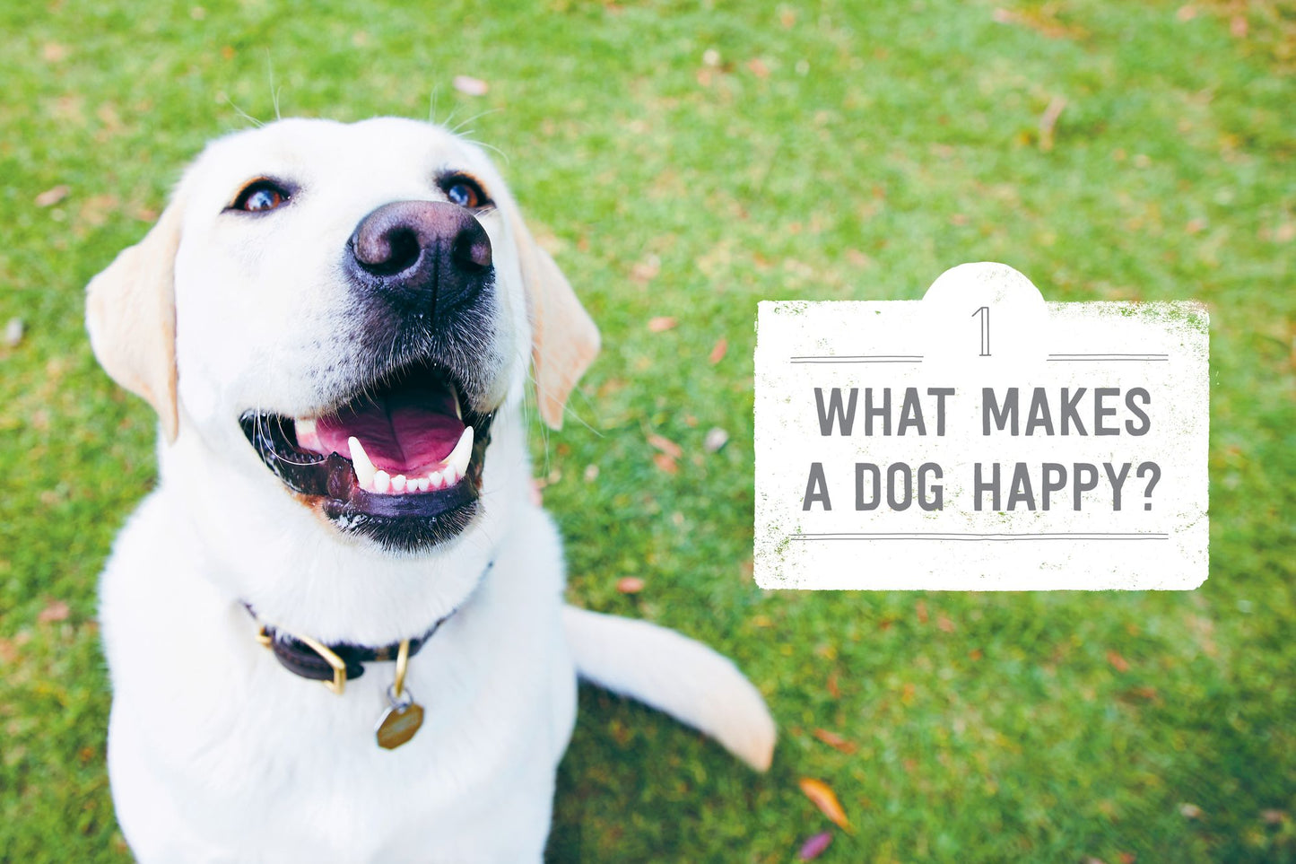 Making Dogs Happy: Expert Advice on Decoding--And Positively Influencing--Your Dog's Emotions, Behavior, and Activities