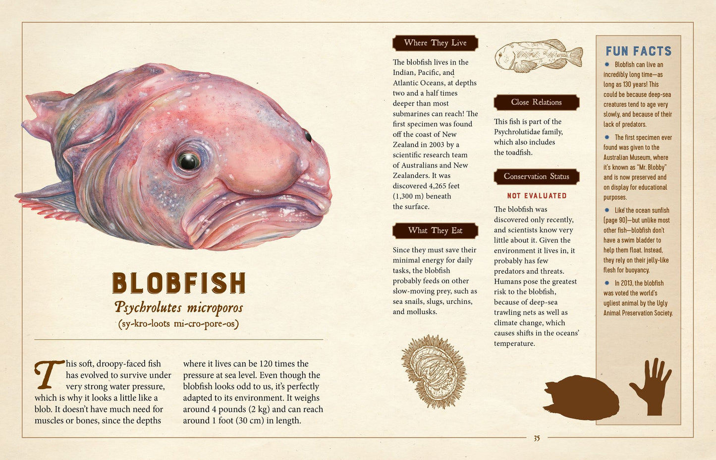 A Curious Collection of Peculiar Creatures: An Illustrated Encyclopedia