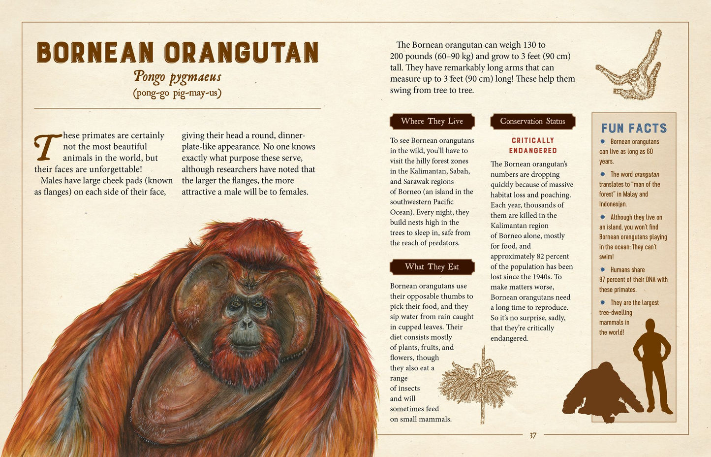 A Curious Collection of Peculiar Creatures: An Illustrated Encyclopedia