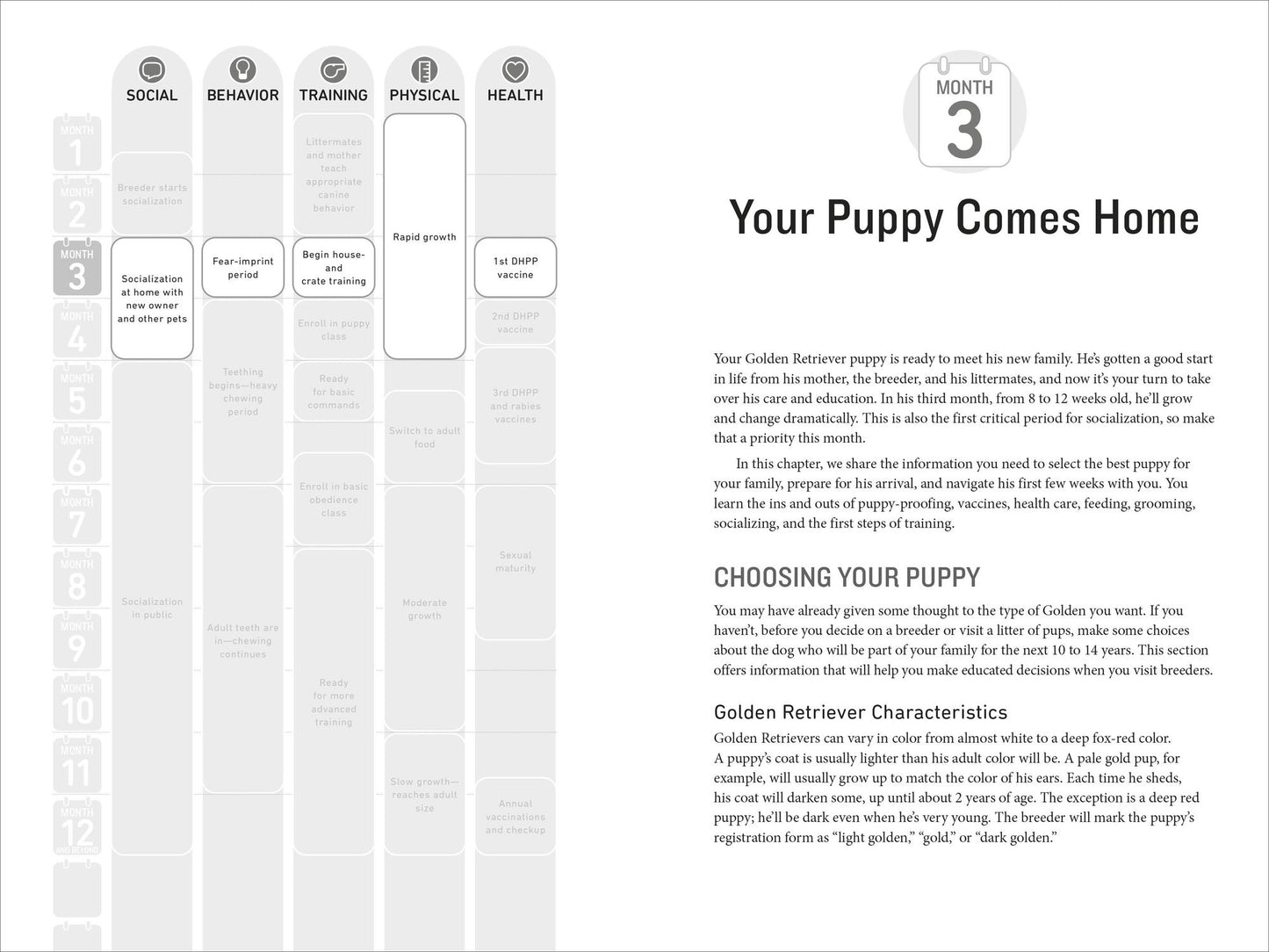 Your Golden Retriever Puppy Month by Month