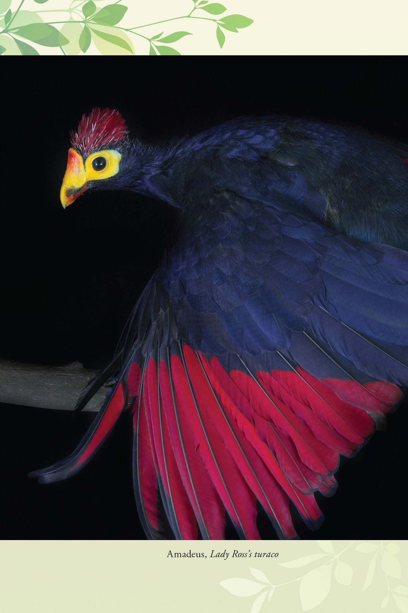 The Birds of Pandemonium