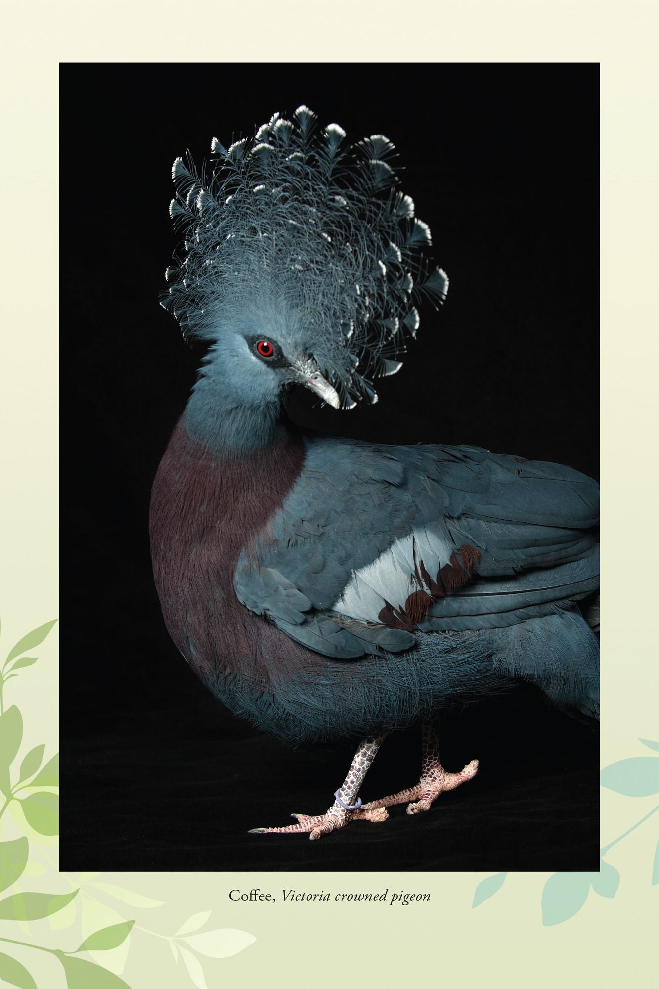 The Birds of Pandemonium