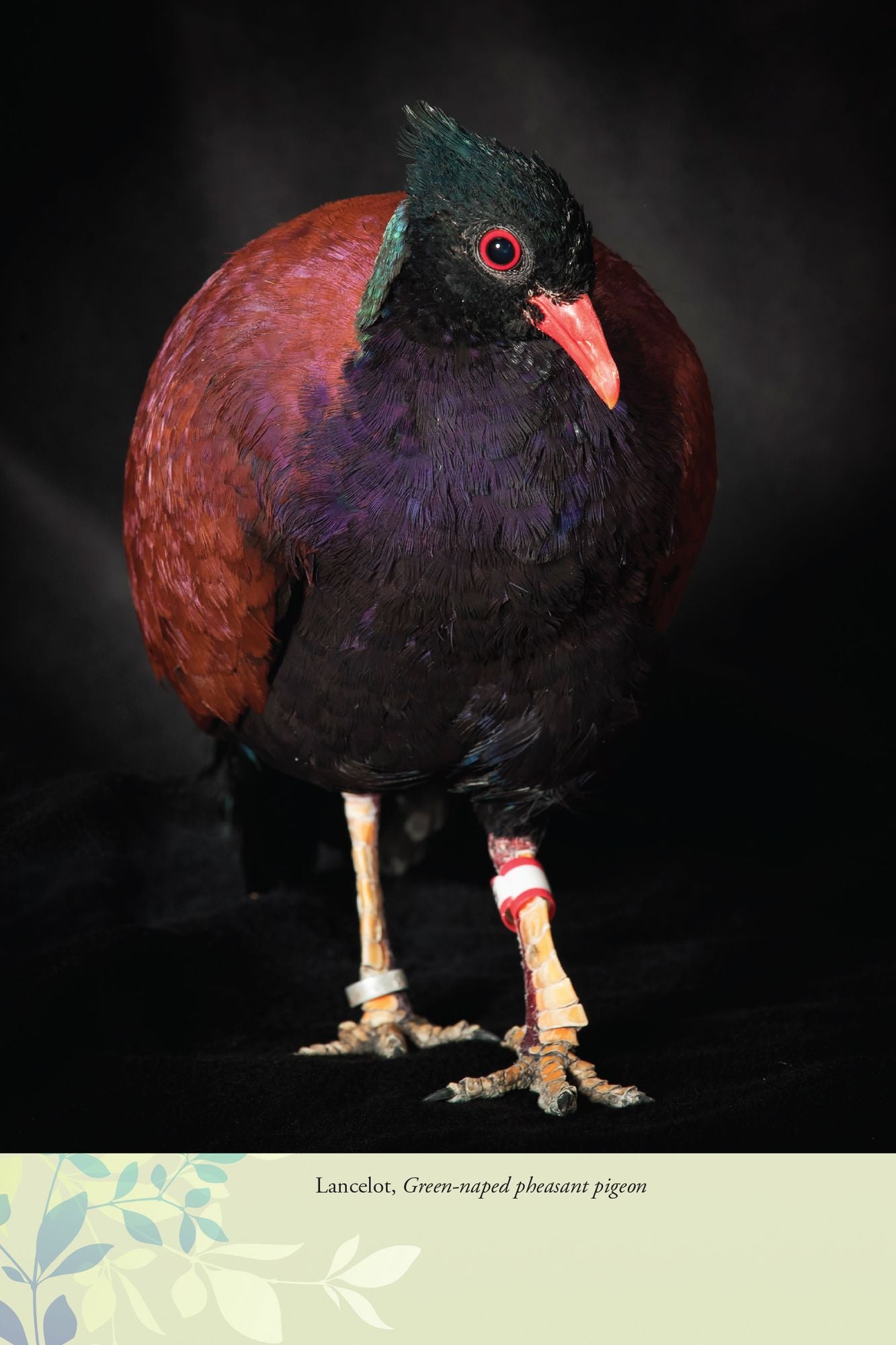 The Birds of Pandemonium