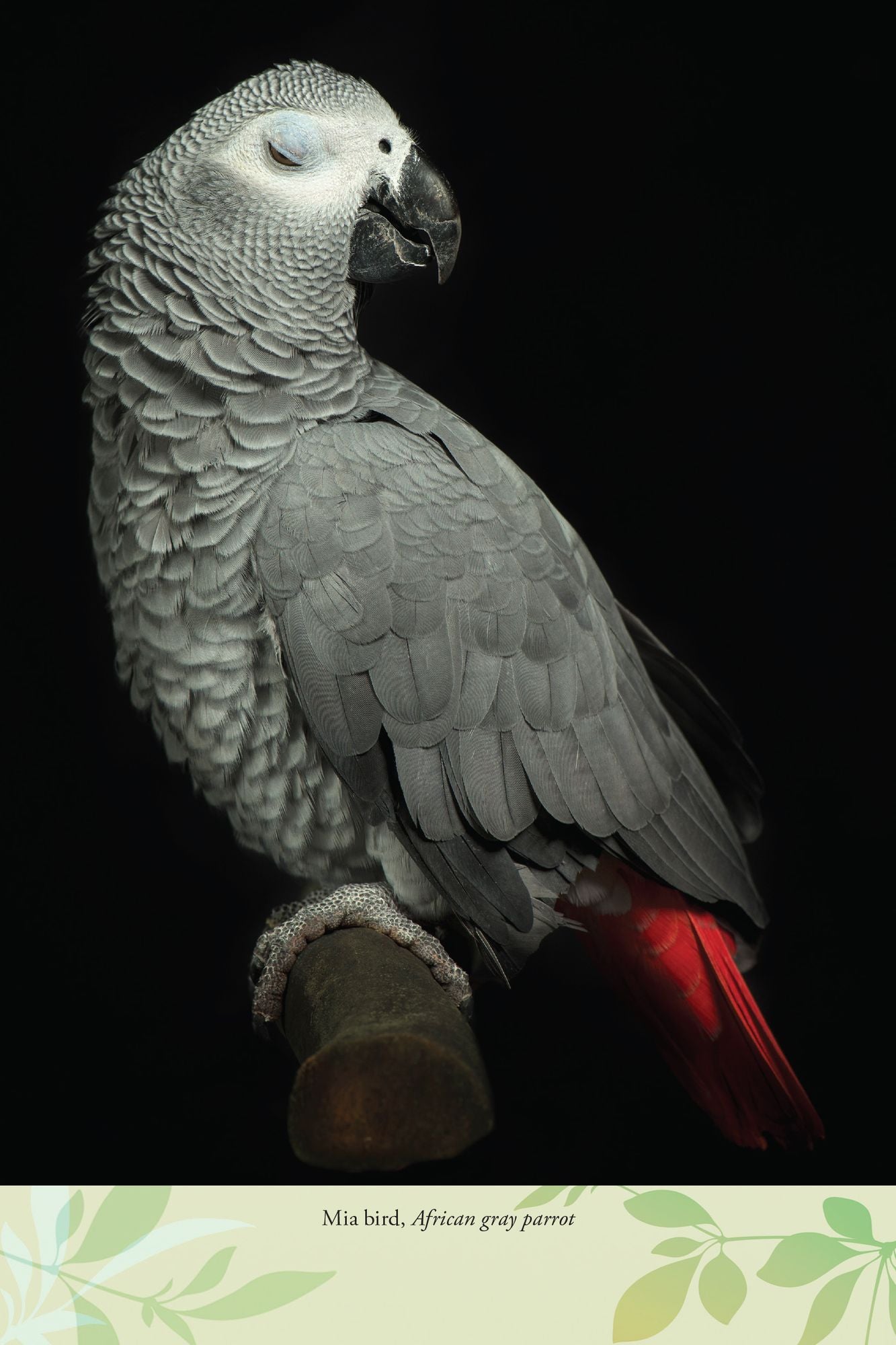 The Birds of Pandemonium