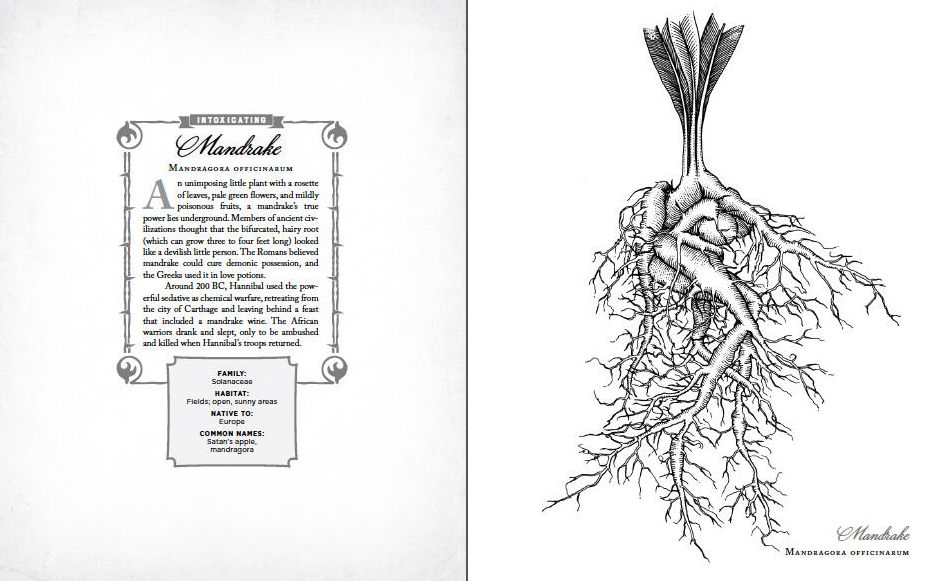 The Wicked Plants Coloring Book