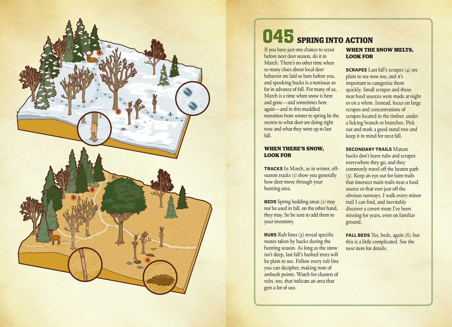 Whitetail Hunting Guide (Field & Stream)