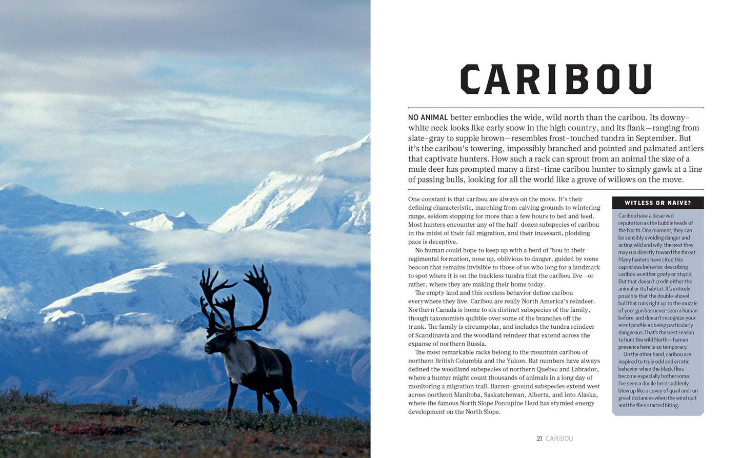 How to Hunt Everything (Outdoor Life)