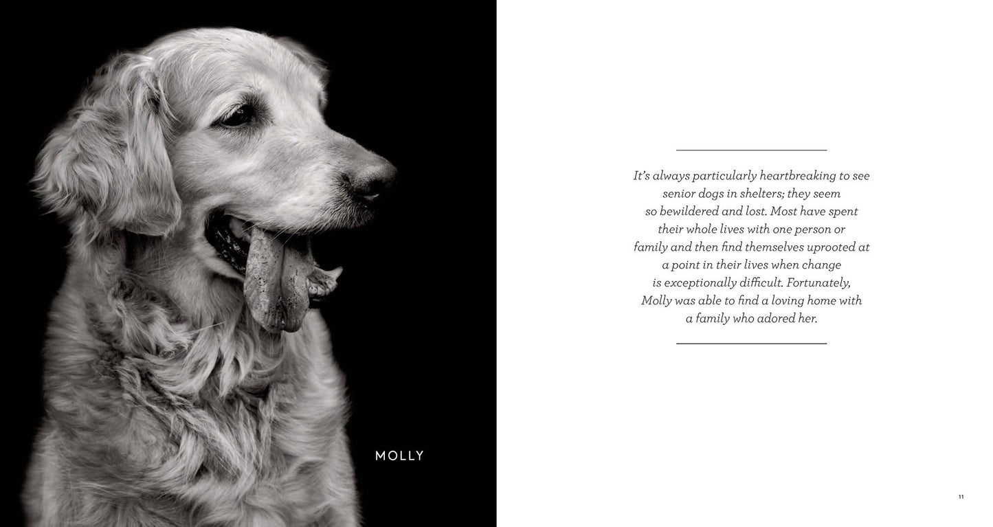 Finding Home: Shelter Dogs and Their Stories
