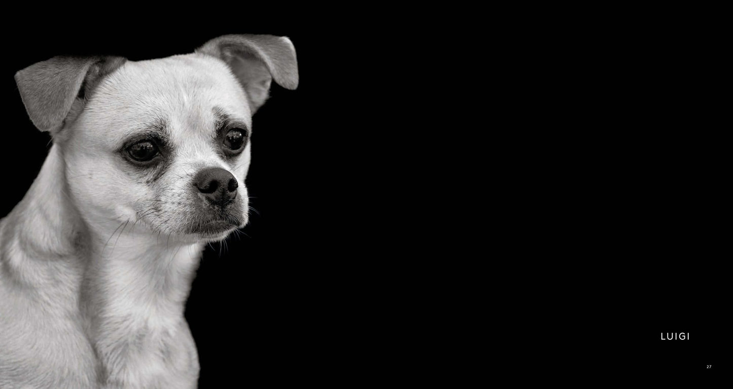 Finding Home: Shelter Dogs and Their Stories