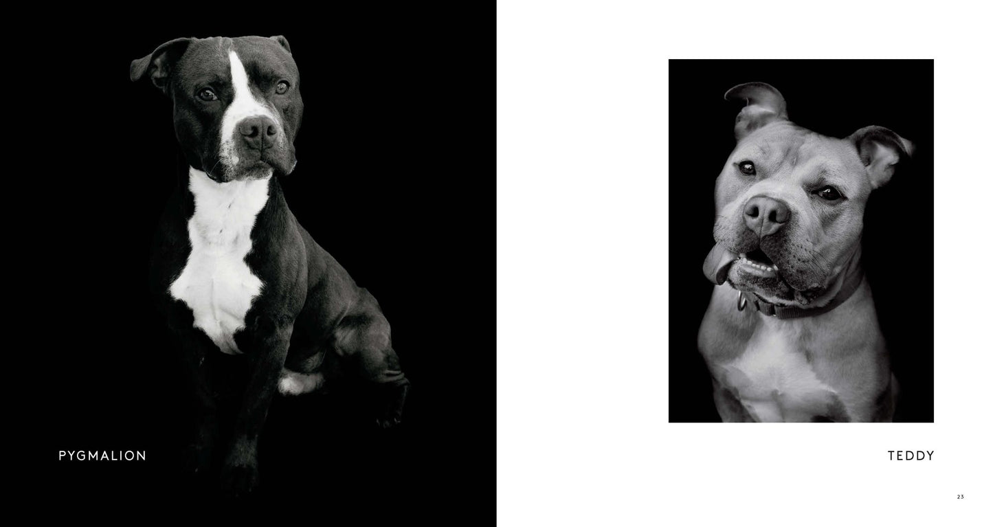 Finding Home: Shelter Dogs and Their Stories