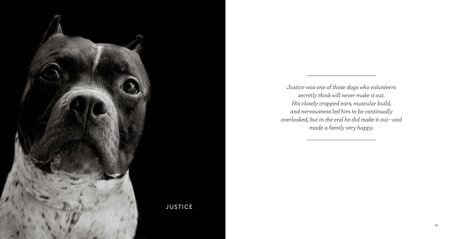 Finding Home: Shelter Dogs and Their Stories