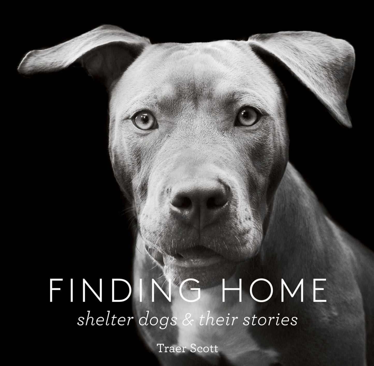 Finding Home: Shelter Dogs & Their Stories