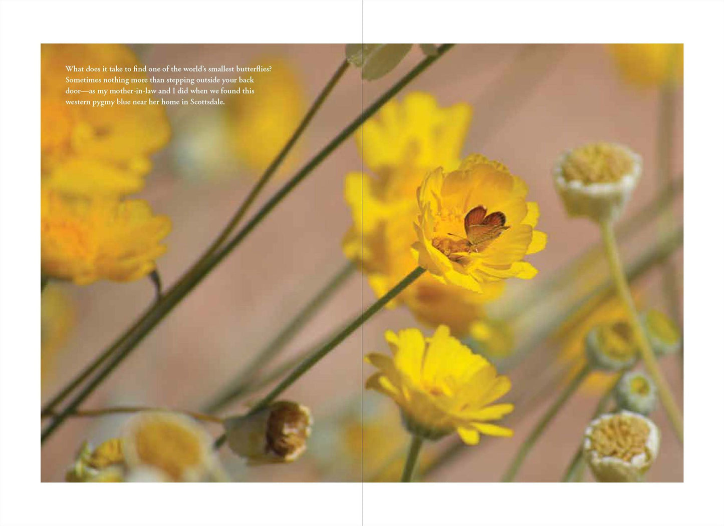 The Humane Gardener: Nurturing a Backyard Habitat for Wildlife