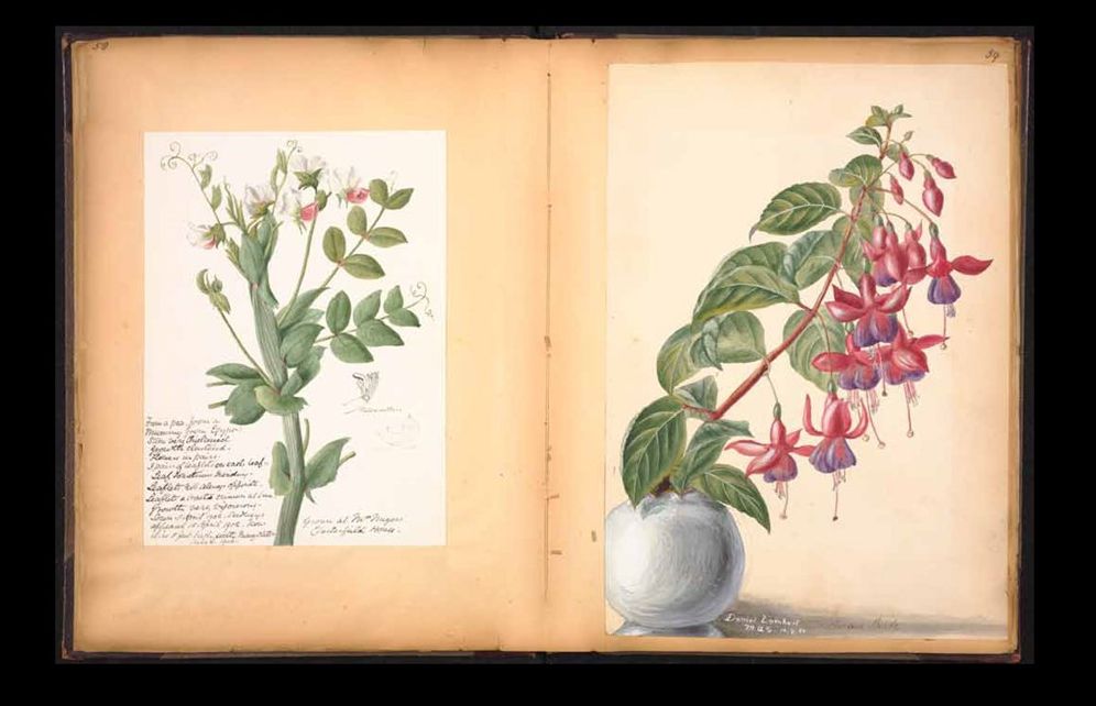 Botanical Sketchbooks