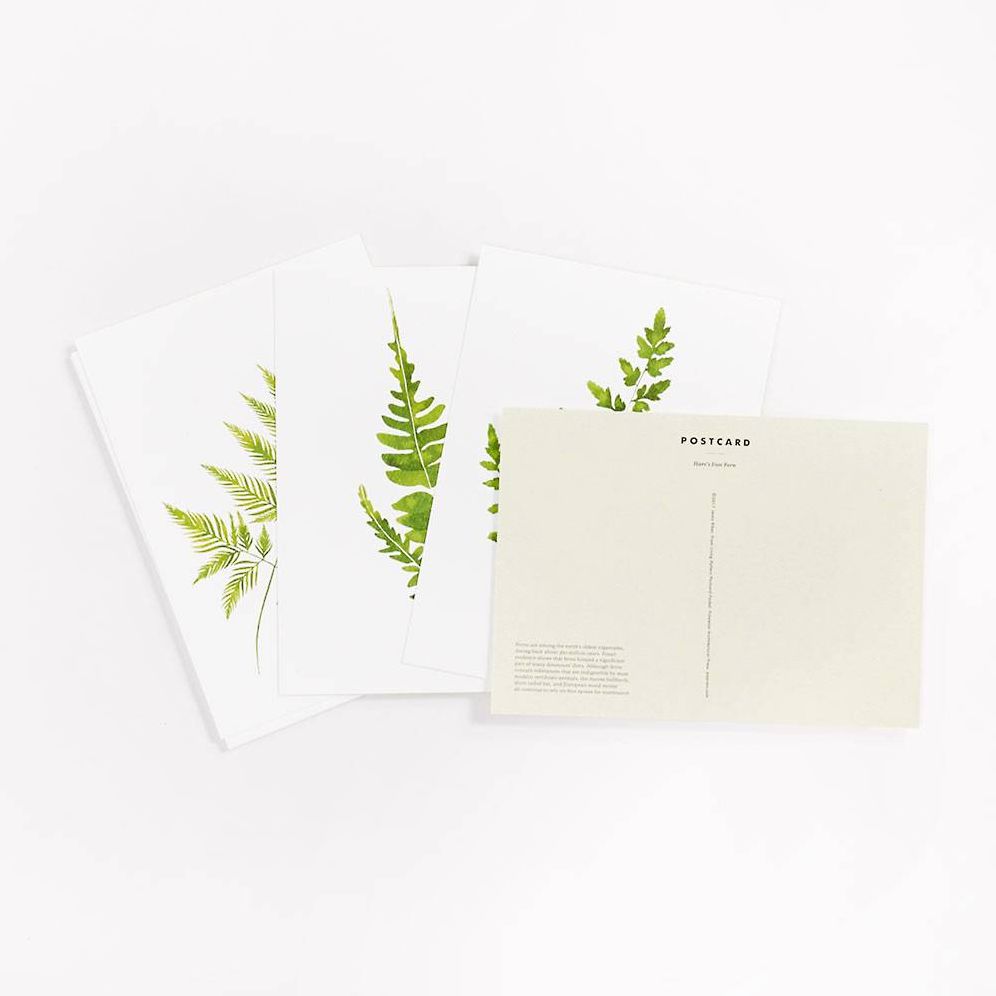 Living Pattern Fern Postcards