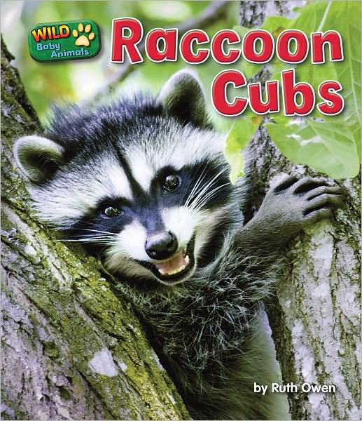 Raccoon Cubs
