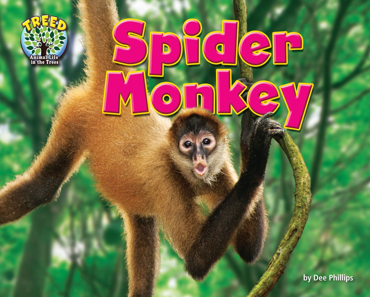 Spider Monkey