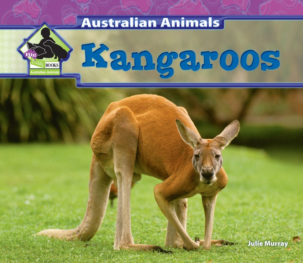 Kangaroos eBook