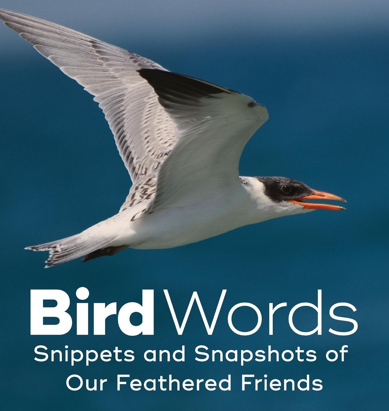 Bird Words: Snippets and Snapshots of Our Feathered Friends