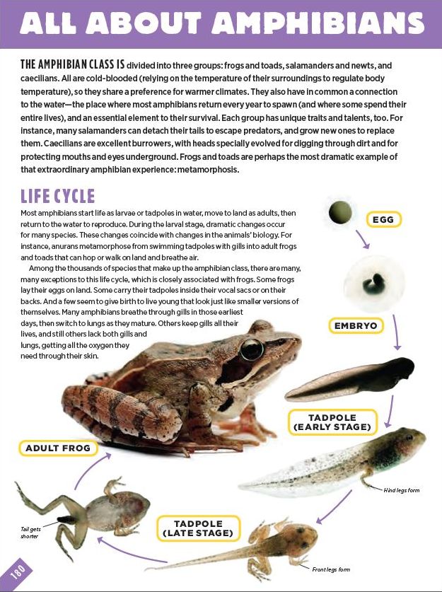Animals: A Visual Encyclopedia (An Animal Planet Book)