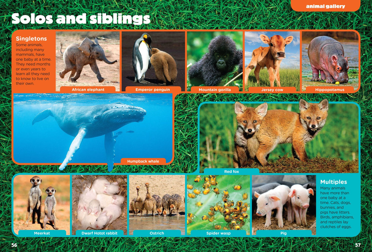 Baby Animals (Animal Planet Animal Bites)