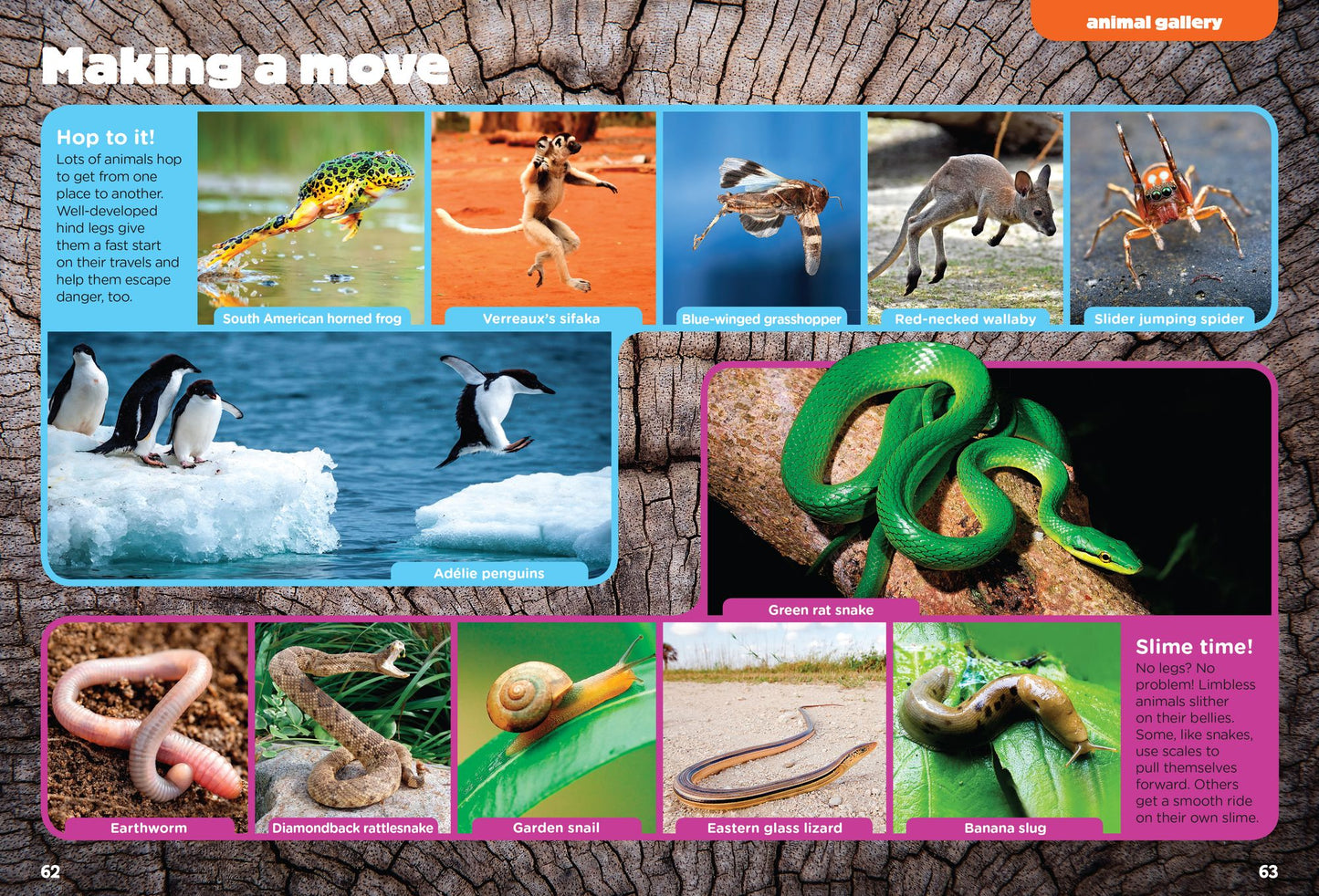 Animals on the Move (Animal Planet Animal Bites)