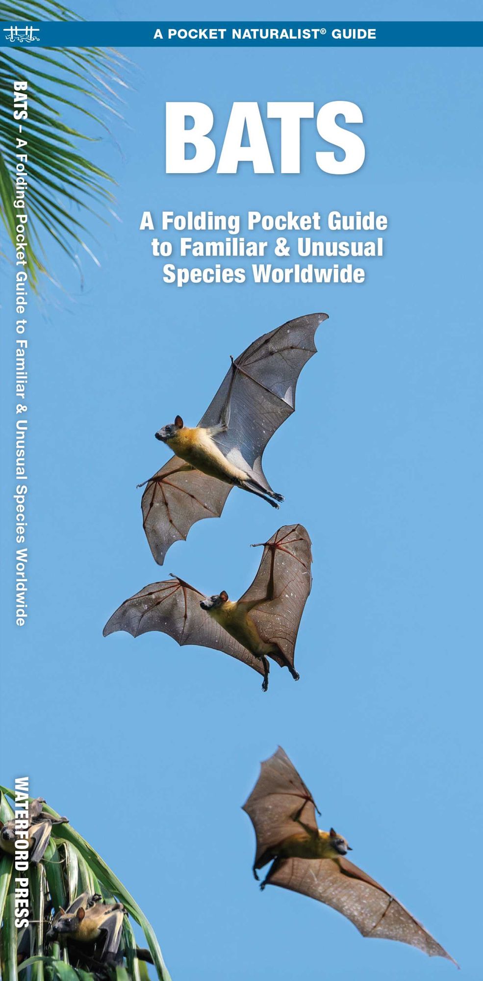Waterford's Discovery Guide: Bats: A Folding Pocket Guide to the Status of Familiar Species