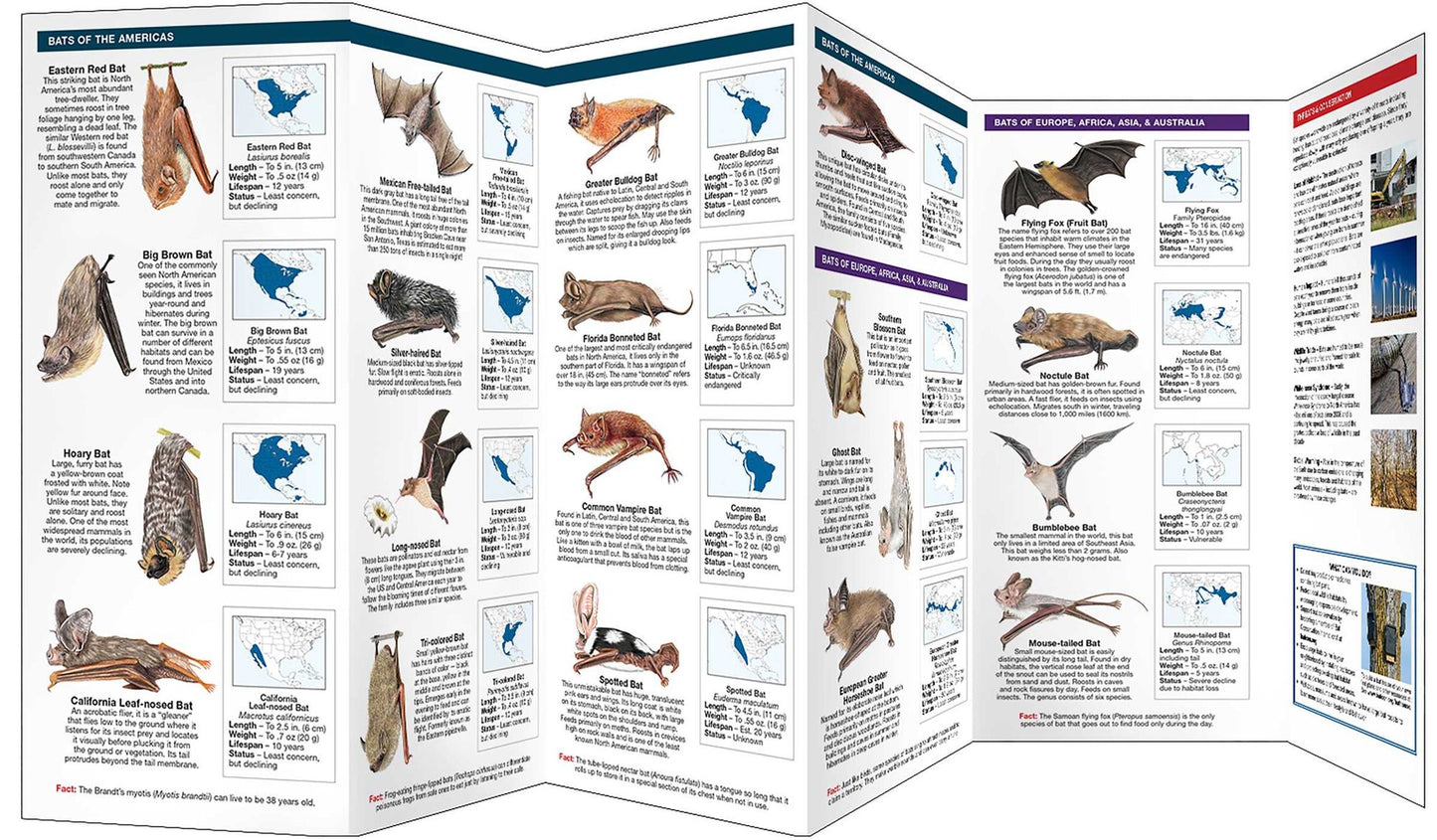 Waterford's Discovery Guide: Bats: A Folding Pocket Guide to the Status of Familiar Species