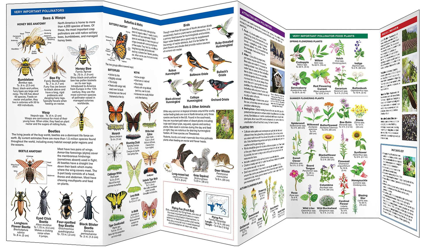 Waterford's Discovery Guide: Bees and Pollinators: A Folding Pocket Guide to the Status of Familiar Species