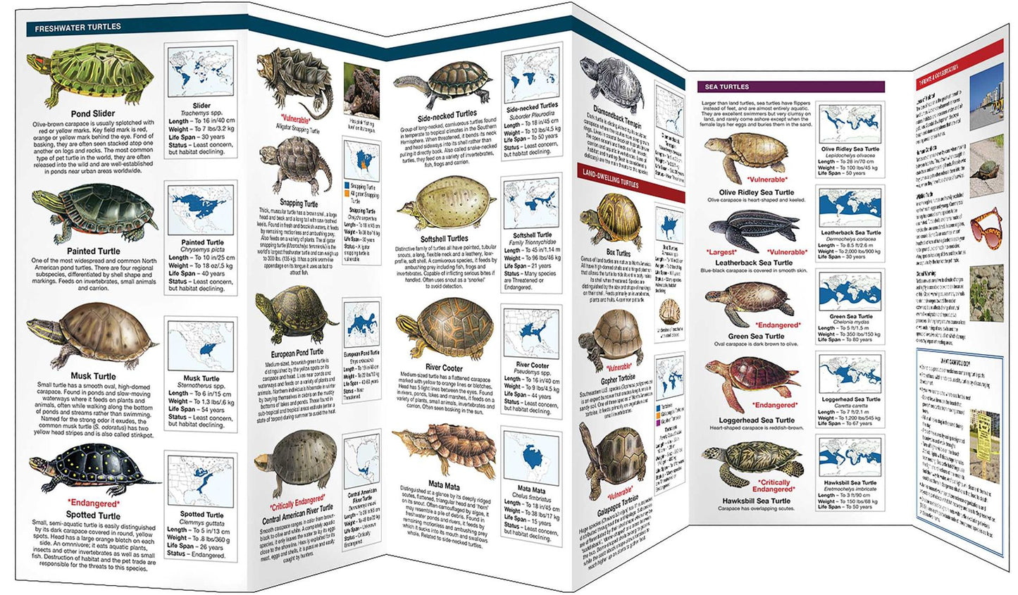 Waterford's Discovery Guide: Turtles: A Folding Pocket Guide to the Status of Familiar Species