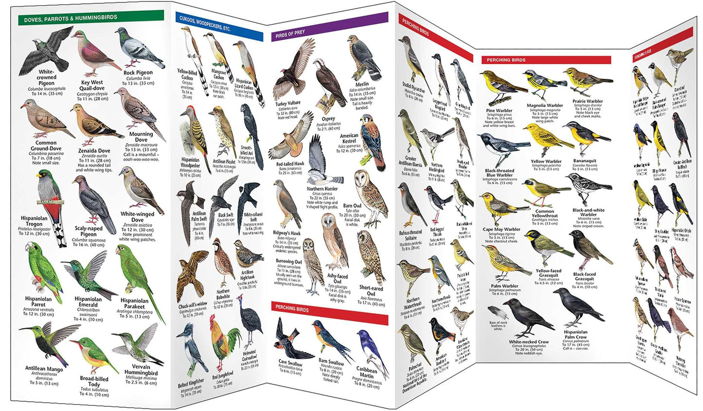 Dominican Republic Birds: A Folding Pocket Guide to Familiar Species