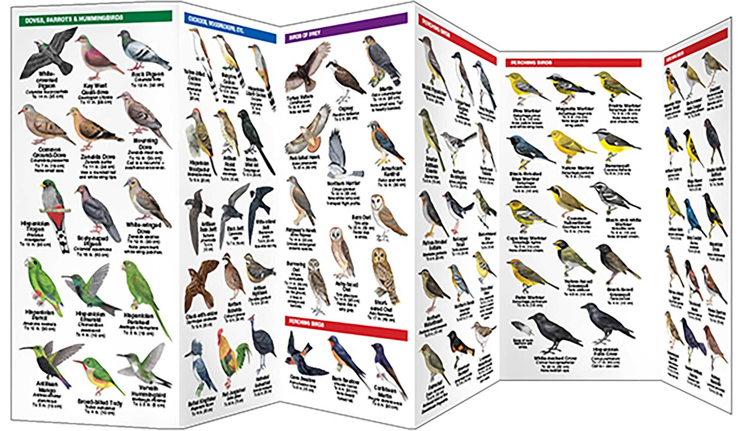 Dominican Republic Birds: A Folding Pocket Guide to Familiar Species