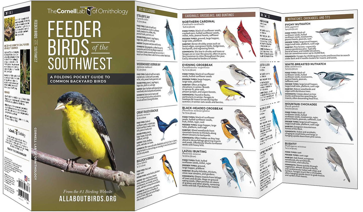 Feeder Birds of the Southwest: A Folding Pocket Guide to Common Backyard Birds