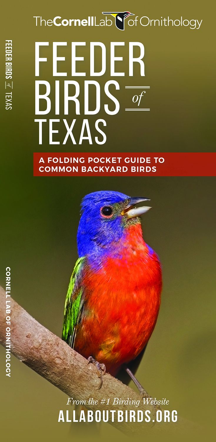 Feeder Birds of Texas: A Folding Pocket Guide to Common Backyard Birds
