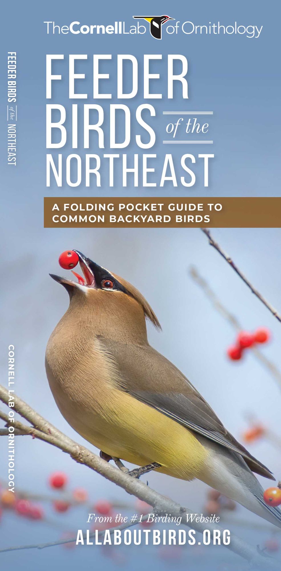 Feeder Birds of the Northeast: A Folding Pocket Guide to Common Backyard Birds
