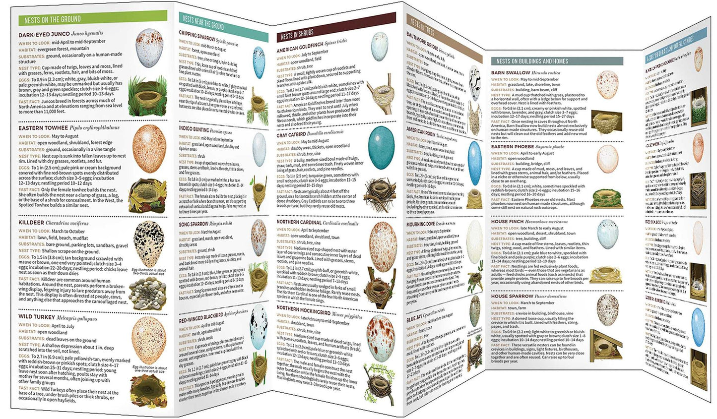 Nests and Eggs of North American Backyard Birds