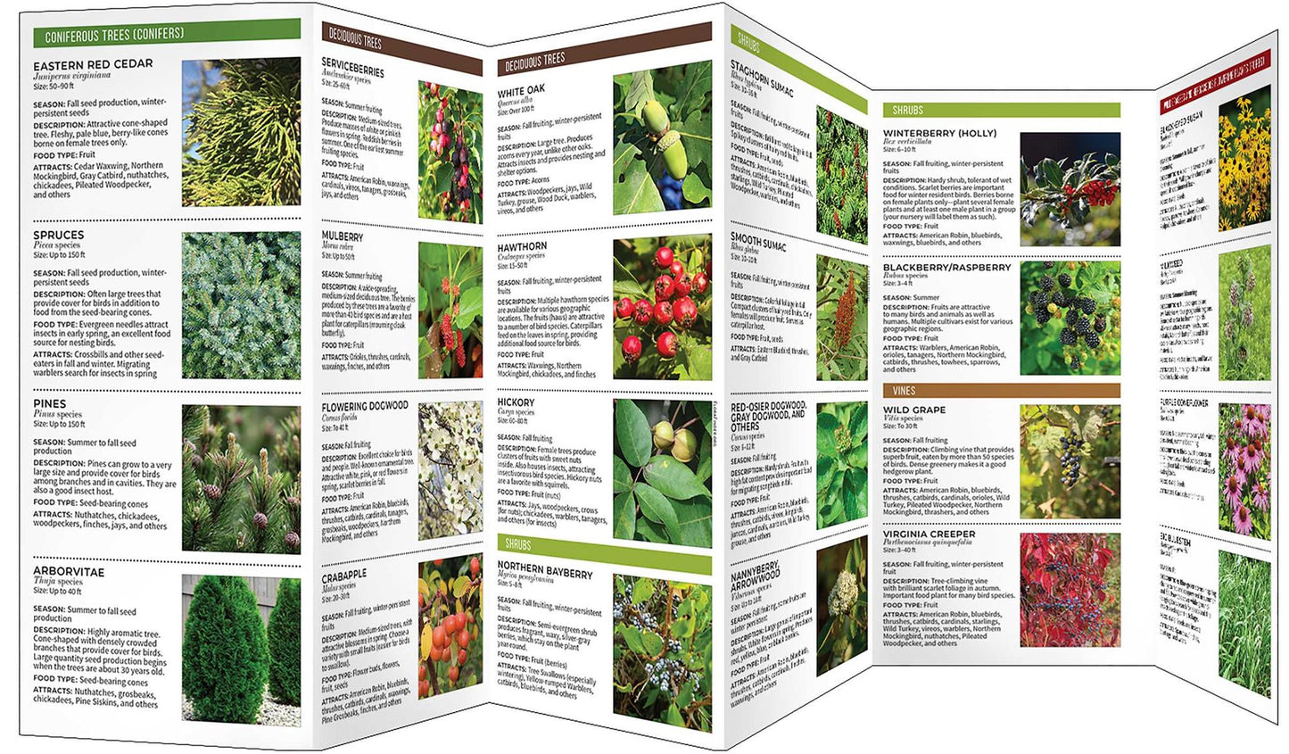 Gardening for Birds: Enhancing Your Yard to Attract and Support Birds