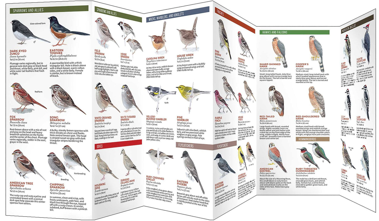 Backyard Birds of Eastern/Central North America: A Folding Pocket Guide to Common Backyard Birds