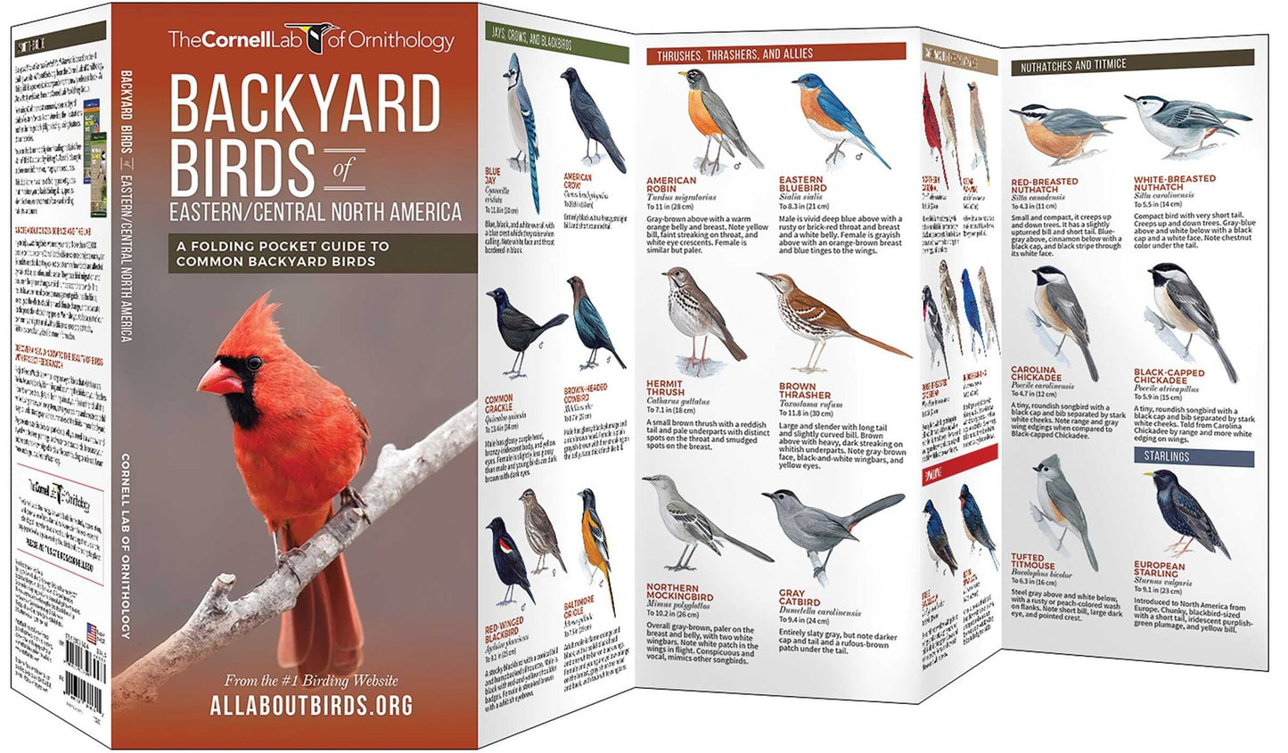 Backyard Birds of Eastern/Central North America: A Folding Pocket Guide to Common Backyard Birds