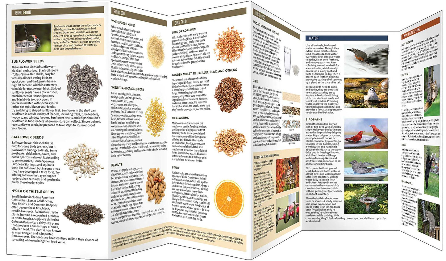 Bird Feeders and Food: Providing a Safe and Welcoming Habitat in Your Backyard