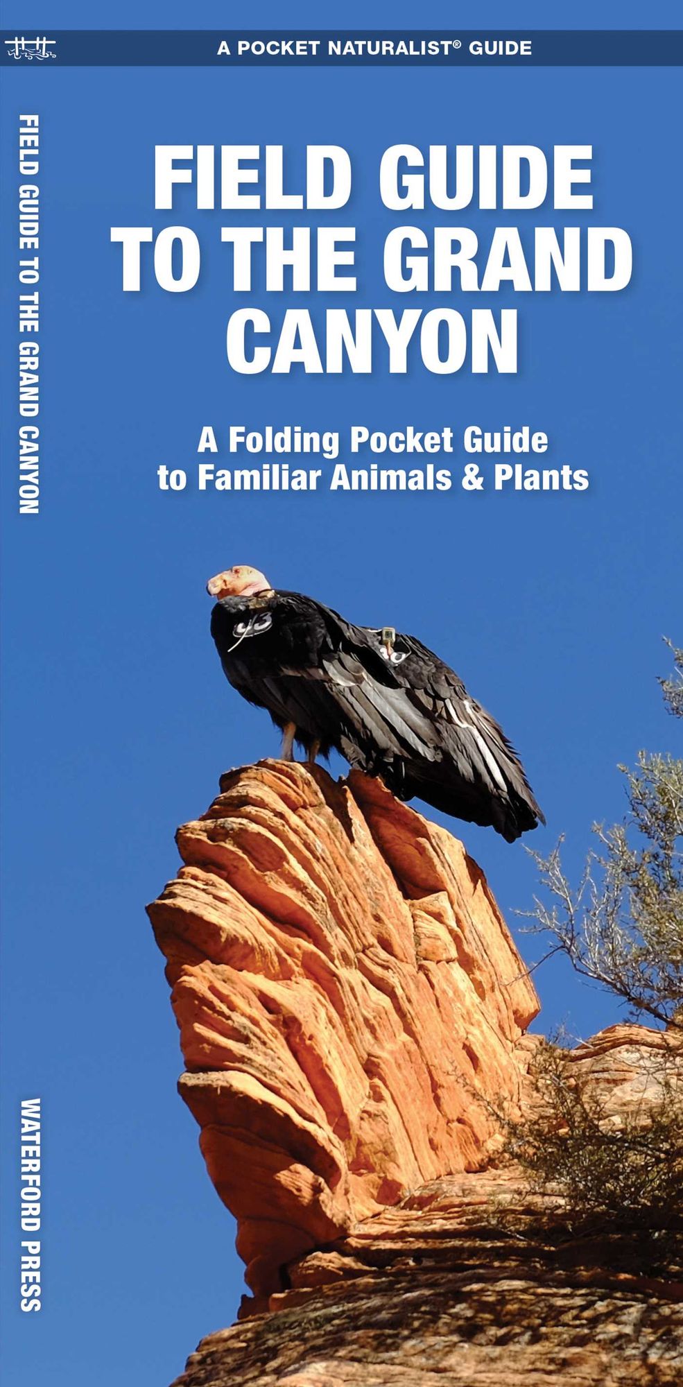 Field Guide to the Grand Canyon: A Folding Pocket Guide to Familiar Plants and Animals
