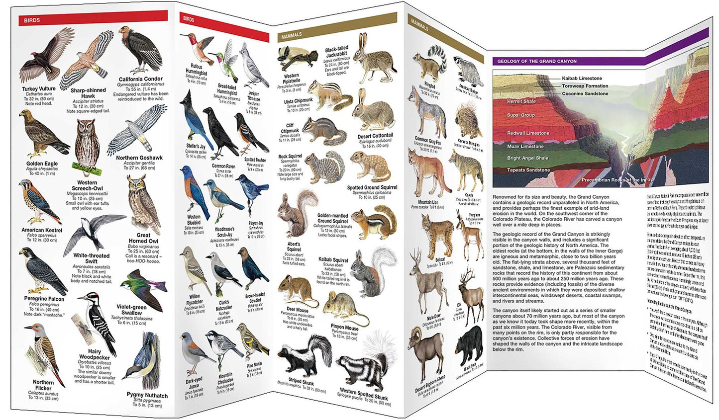 Field Guide to the Grand Canyon: A Folding Pocket Guide to Familiar Plants and Animals