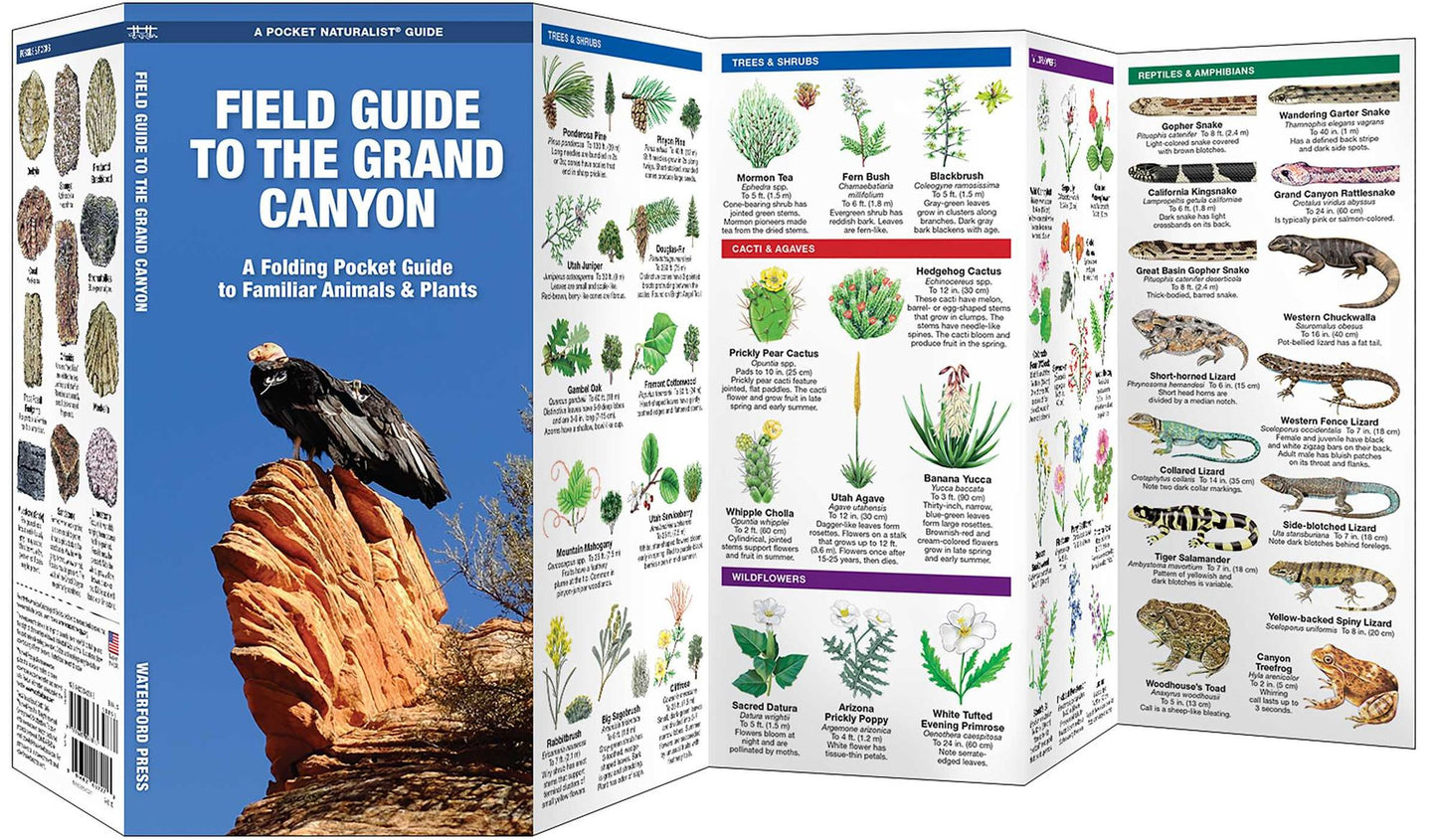 Field Guide to the Grand Canyon: A Folding Pocket Guide to Familiar Plants and Animals
