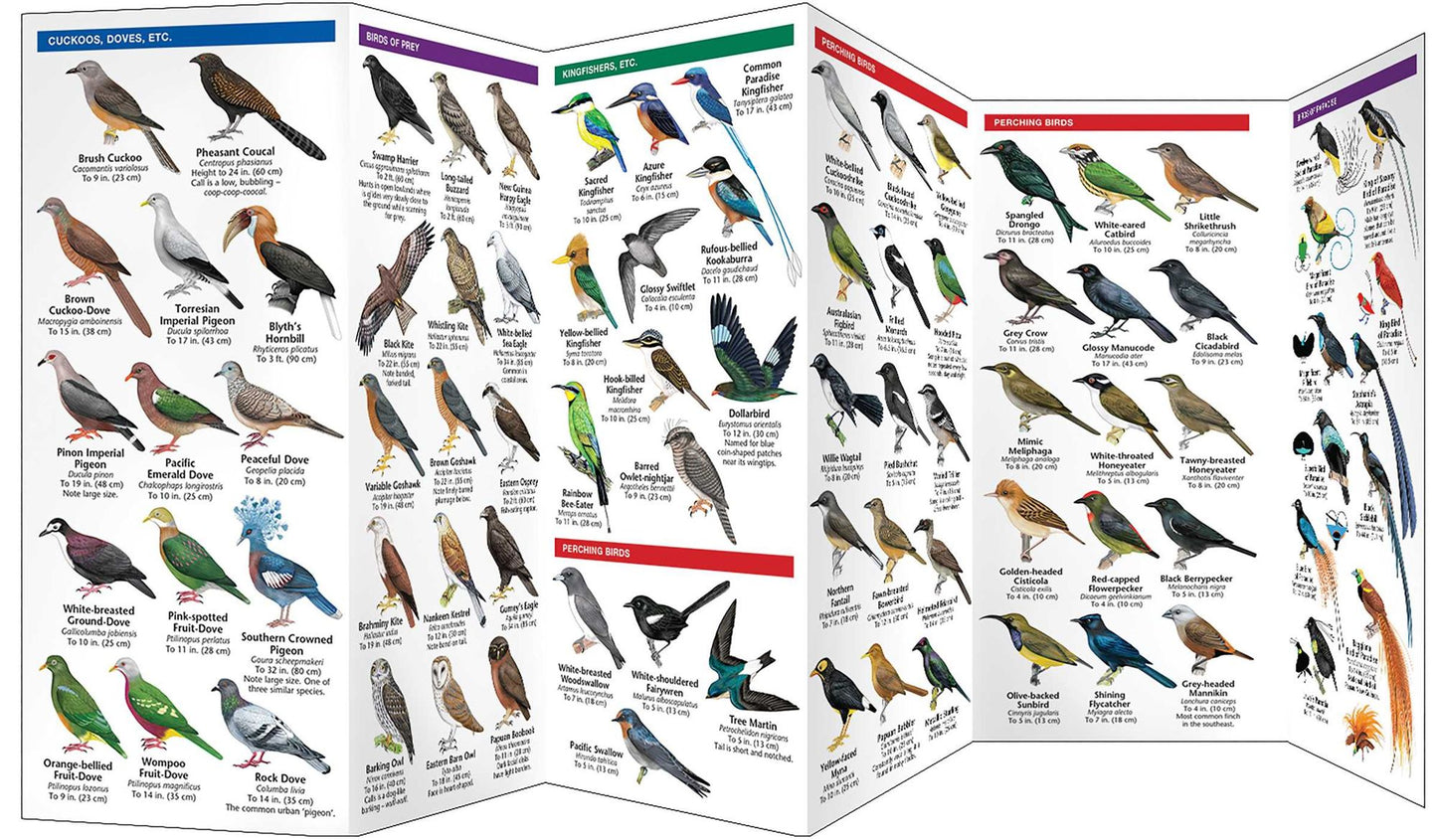 New Guinea Birds: A Folding Pocket Guide to Familiar Species