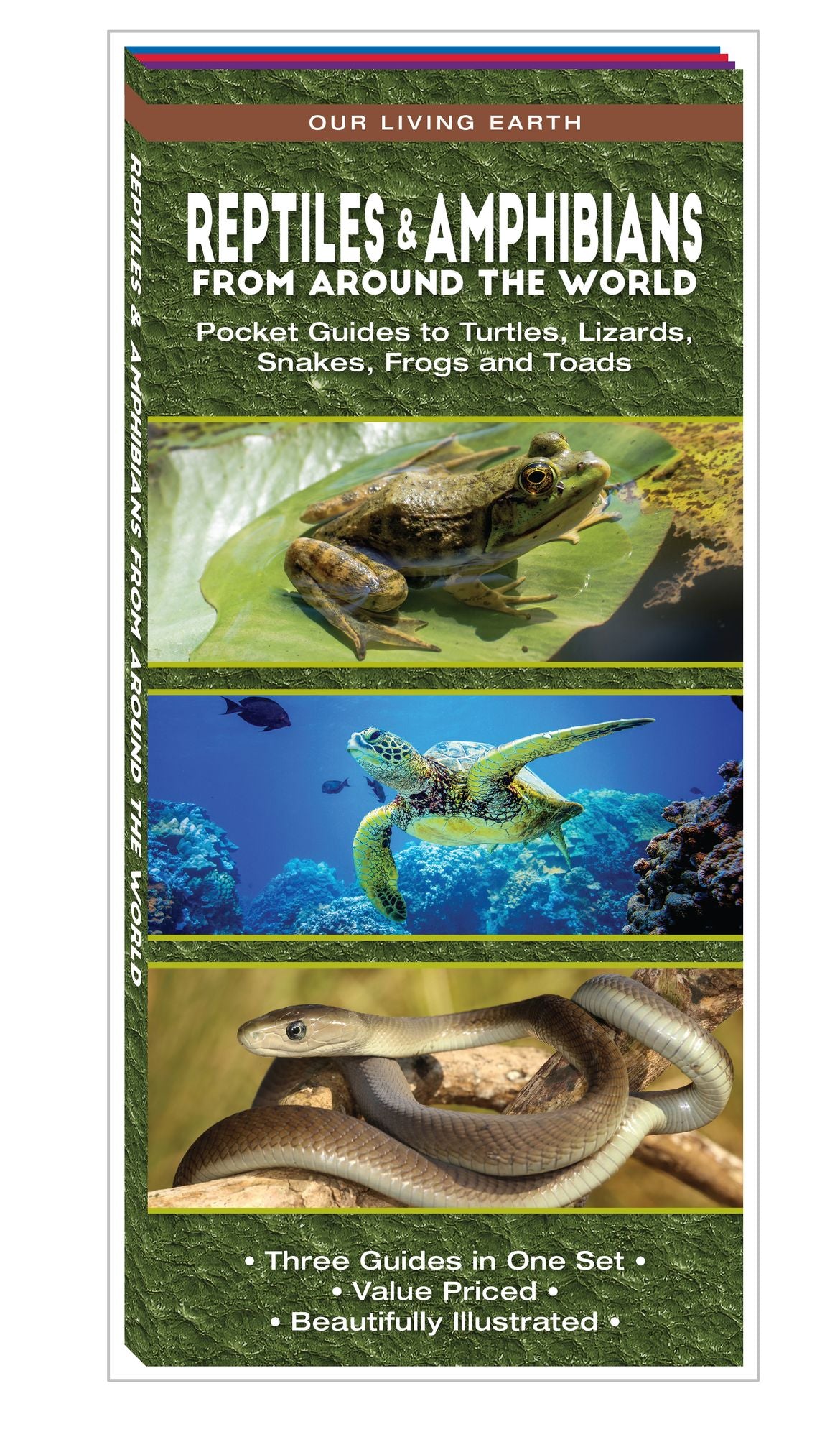 Reptiles & Amphibians from Around the World: Pocket Guides to Turtles, Lizards, Snakes, Frogs and Toads